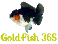 Goldfish 365